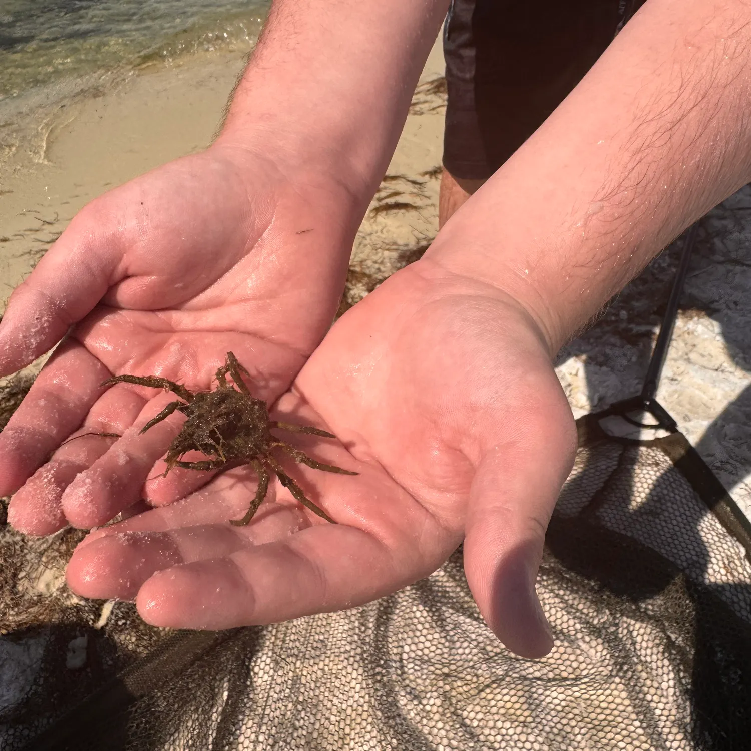 The most recent European spider crab catches on Fishbrain