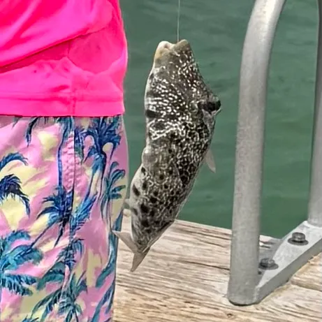 The most recent Southern puffer catches on Fishbrain
