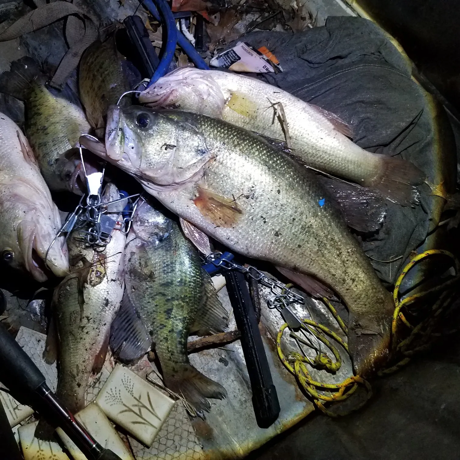 recently logged catches