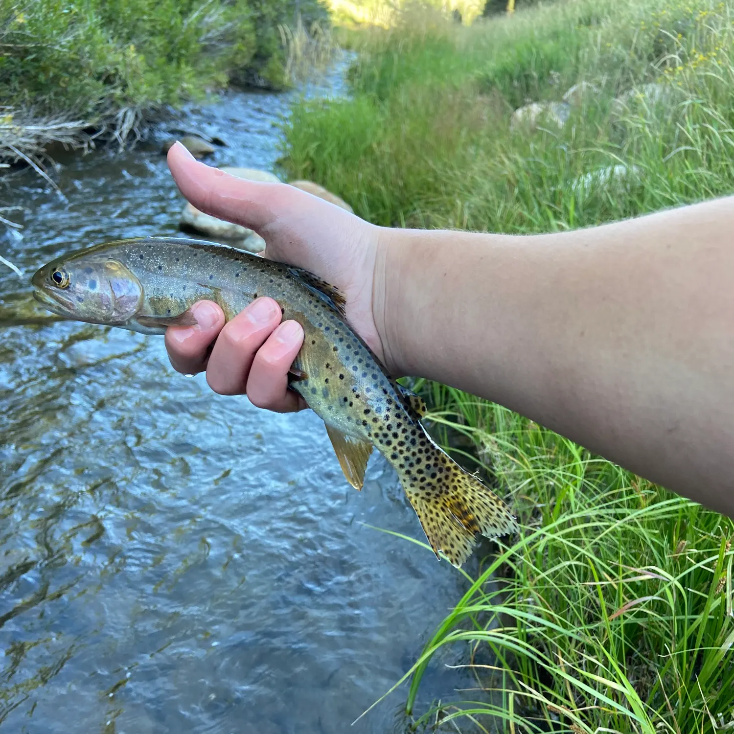 The most recent Bonneville cutthroat trout catches on Fishbrain
