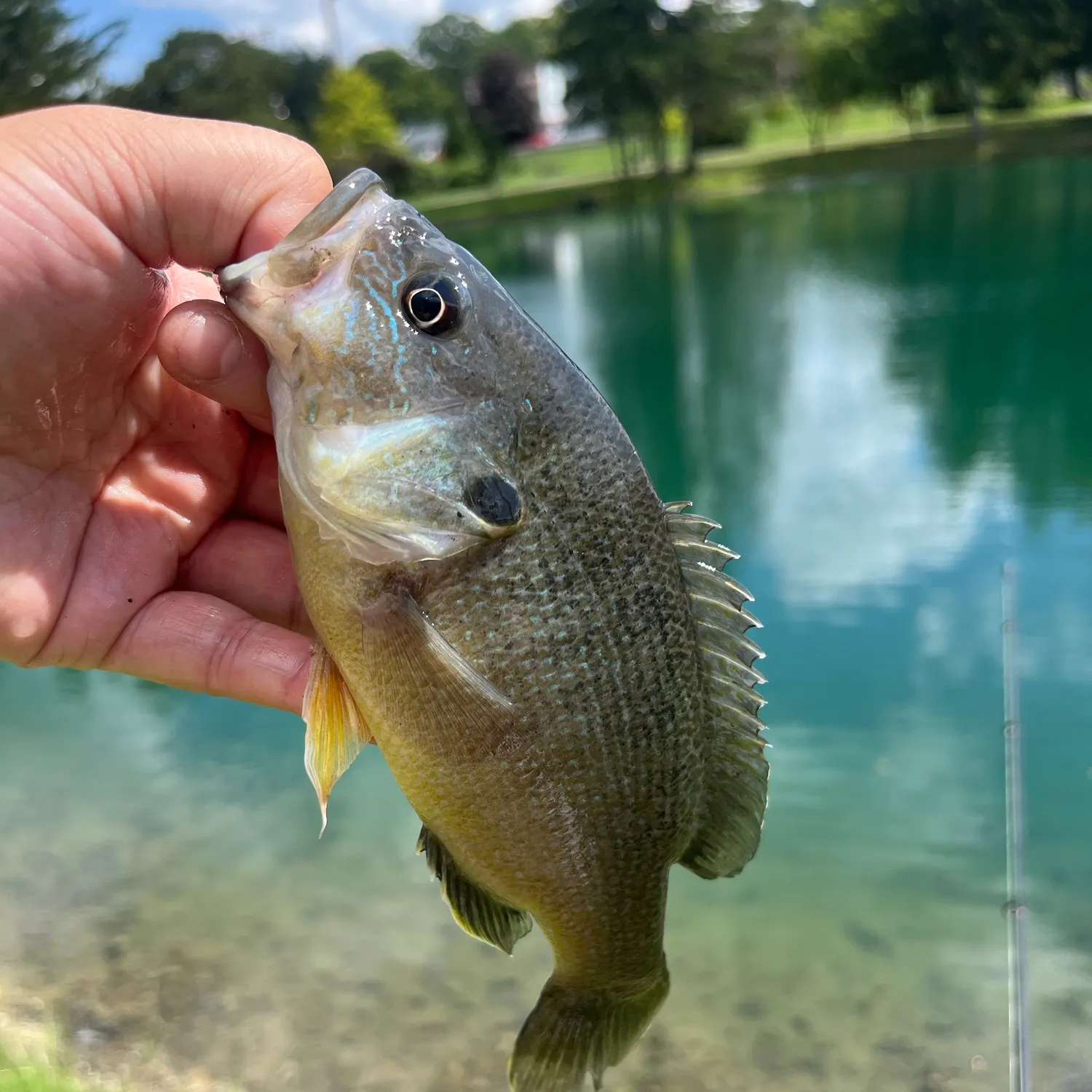 Green sunfish caught on Fishbrain