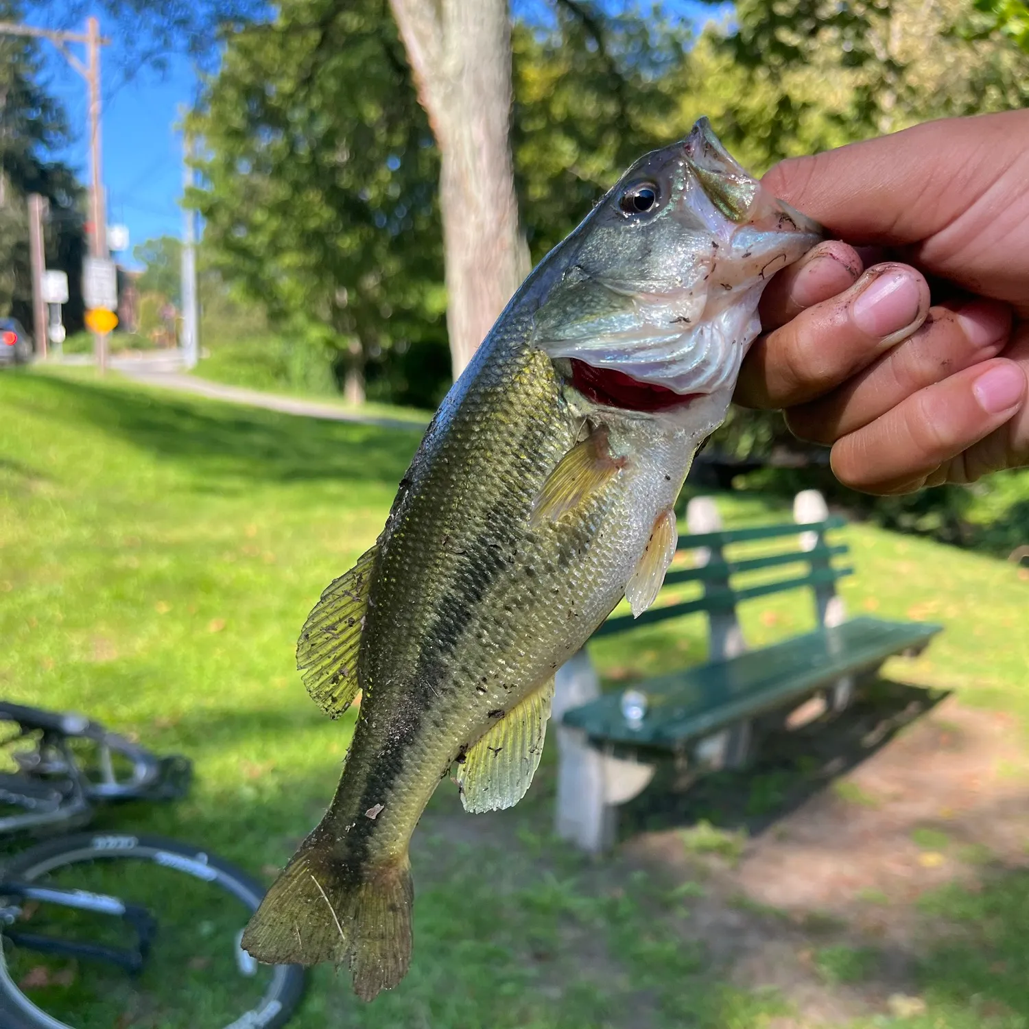 Largemouth bass caught on Fishbrain