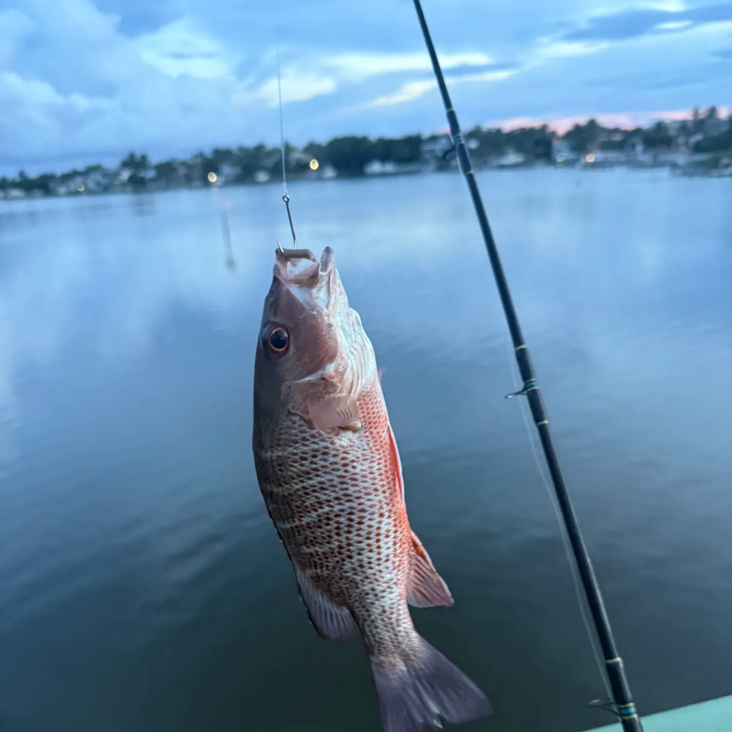 Mangrove snapper caught on Fishbrain
