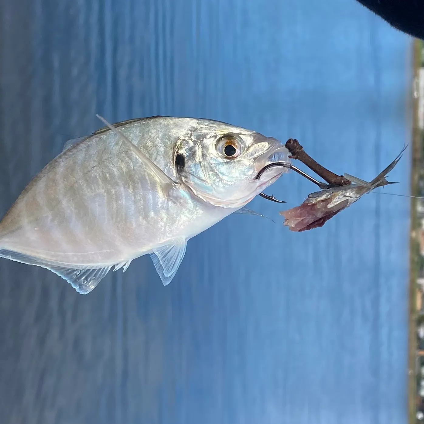 The most recent White trevally catches on Fishbrain