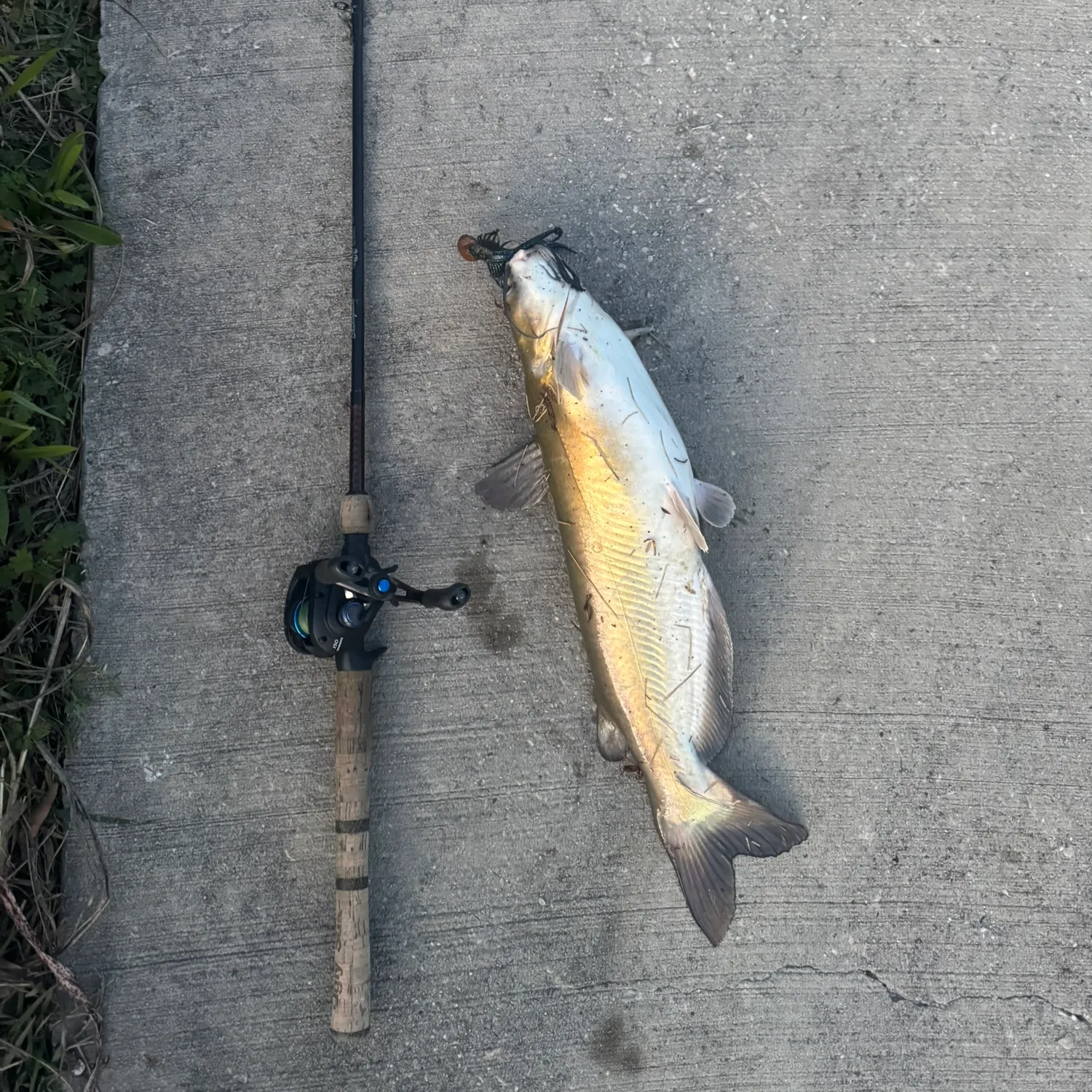 The most recent Channel catfish catches on Fishbrain