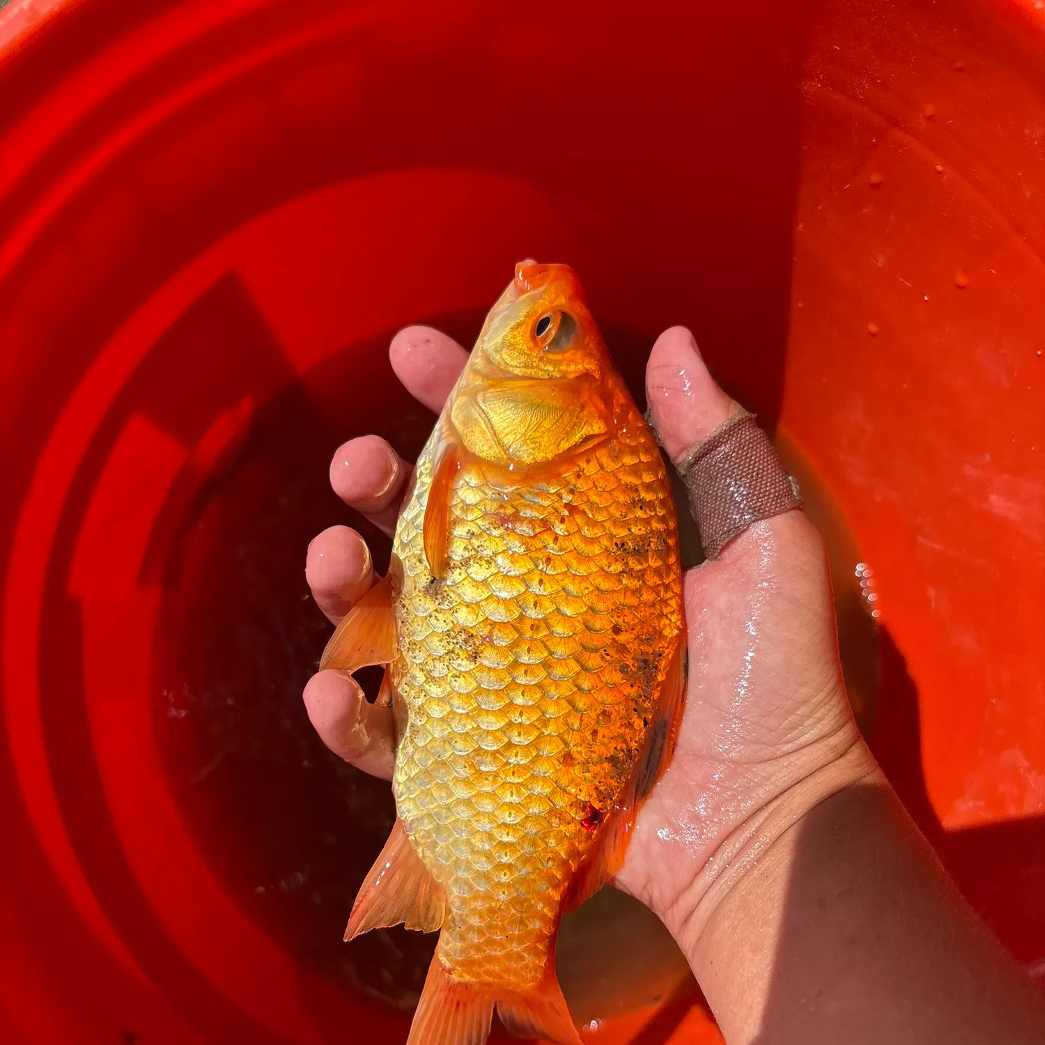 catch