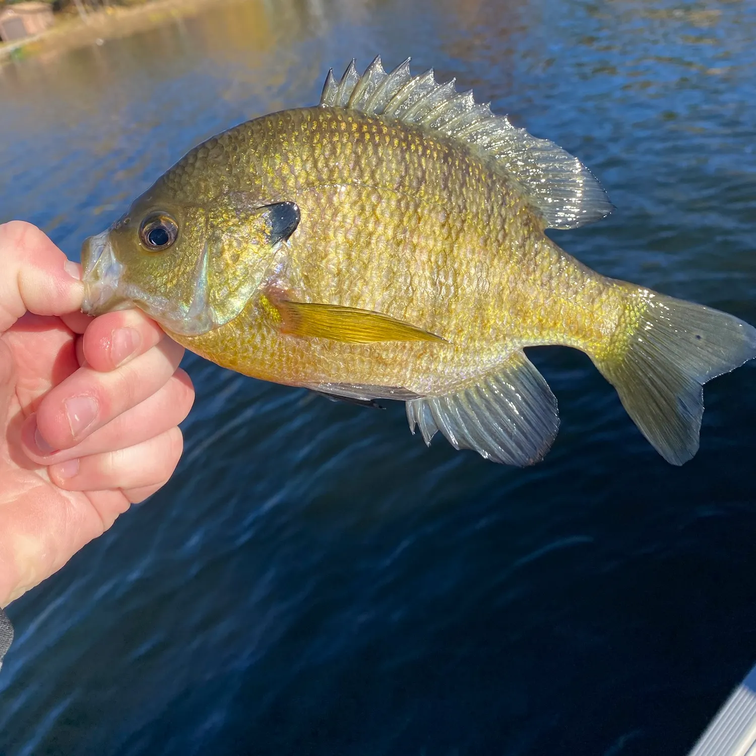 Bluegill caught on Fishbrain