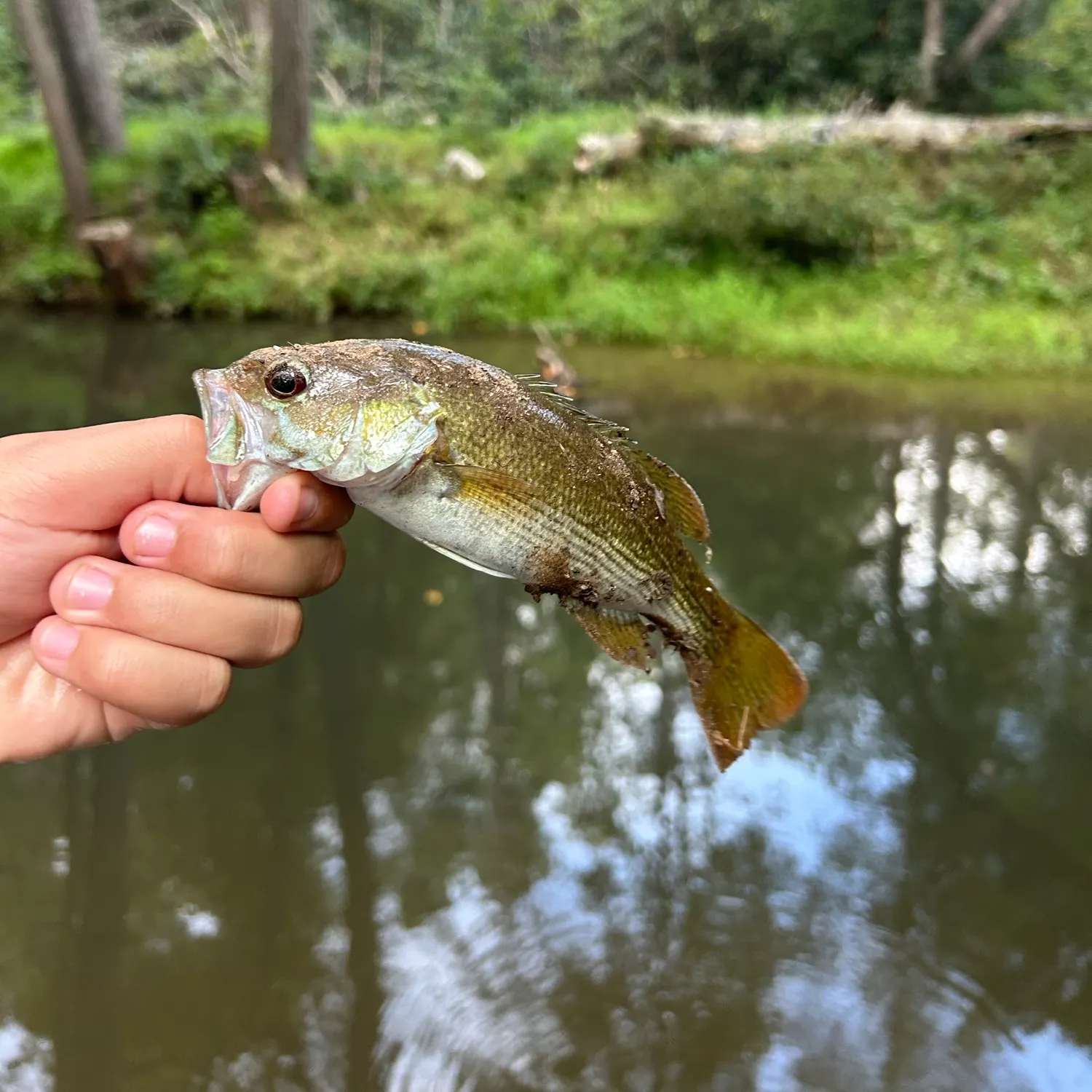 The most recent Redeye bass catches on Fishbrain
