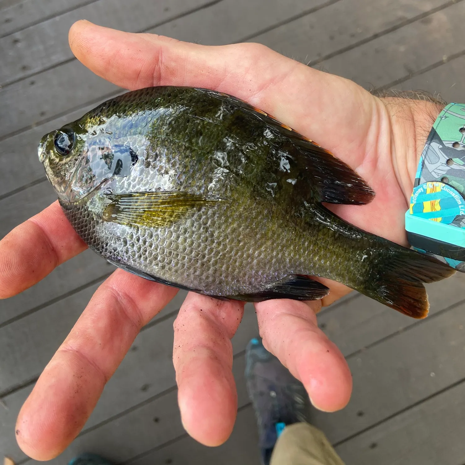 Bluegill caught on Fishbrain
