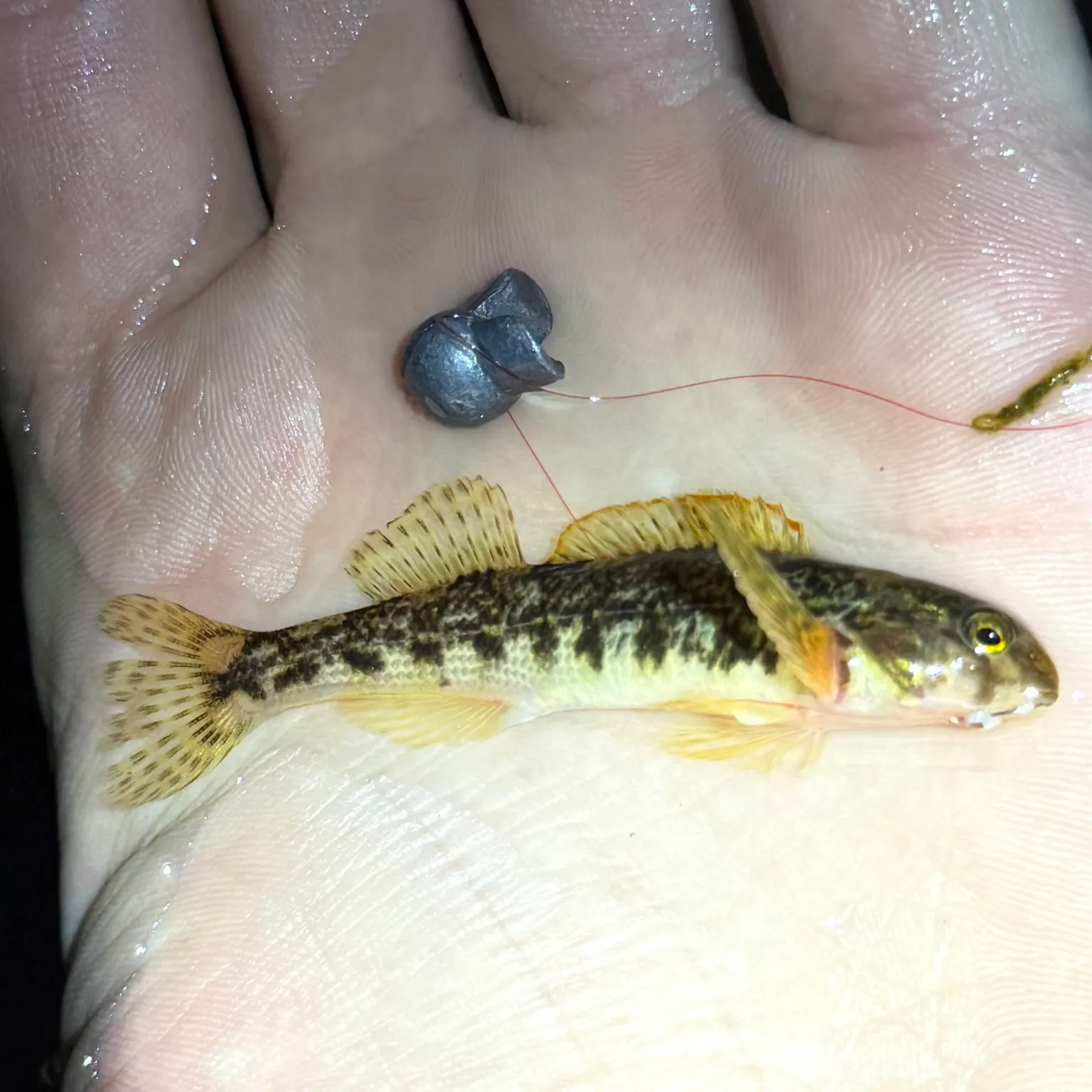 The most recent Swannanoa darter catches on Fishbrain