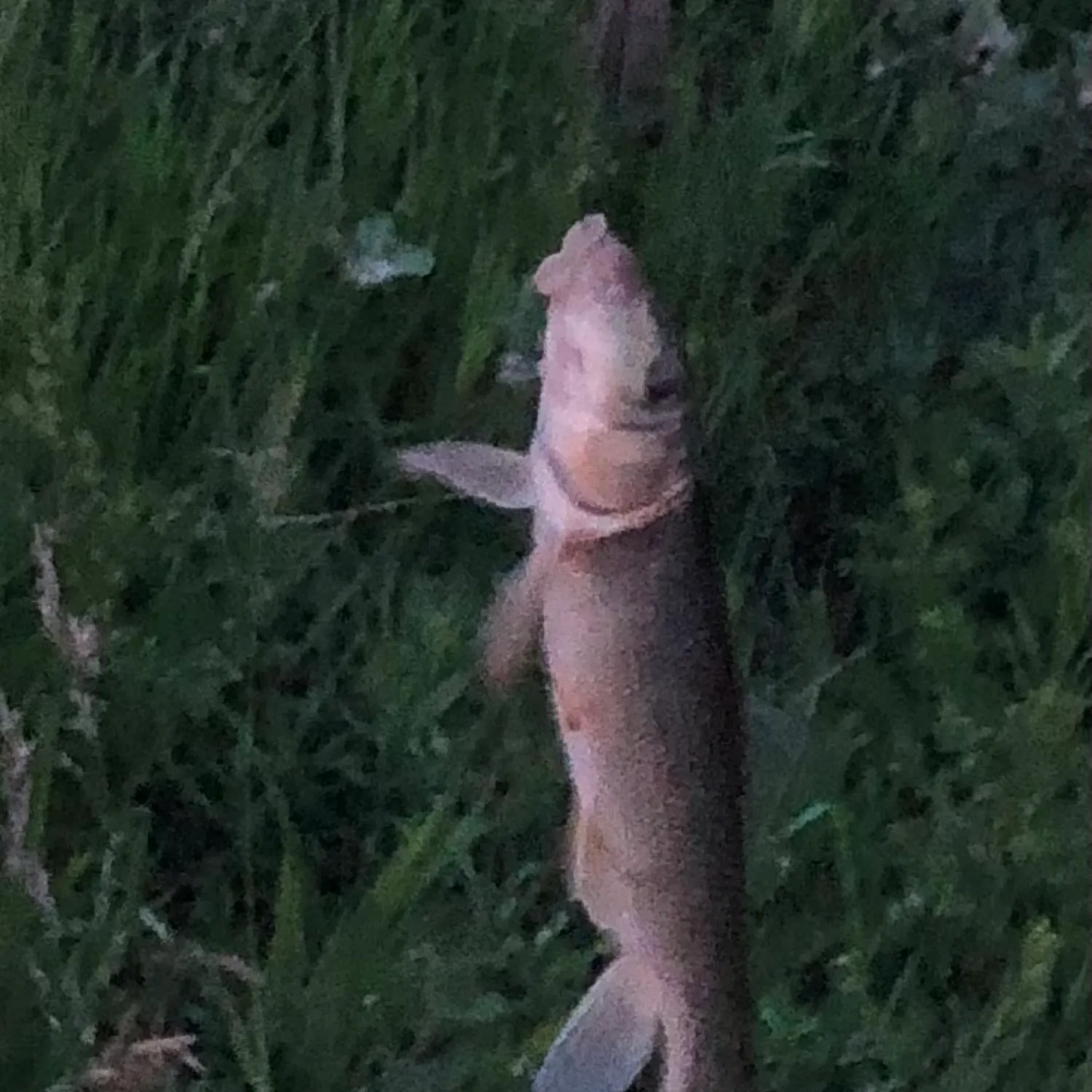 The most recent Northern hogsucker catches on Fishbrain