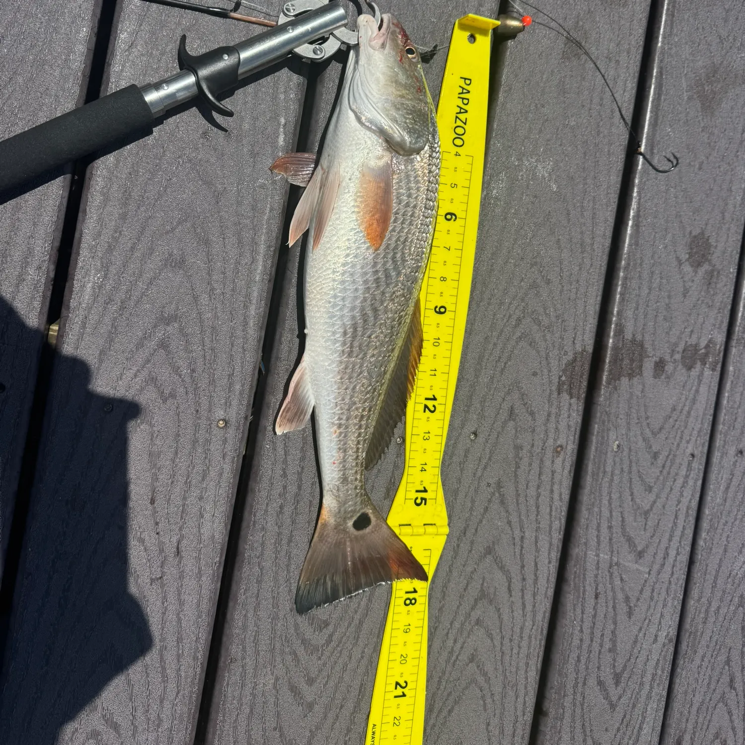 recently logged catches