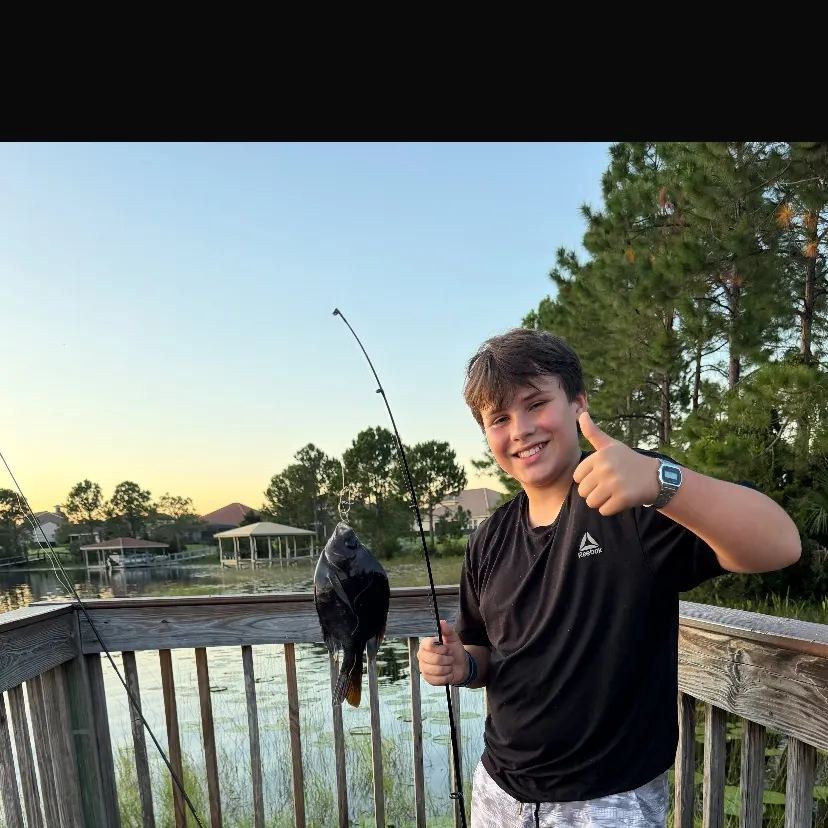 Coppernose bluegill caught on Fishbrain