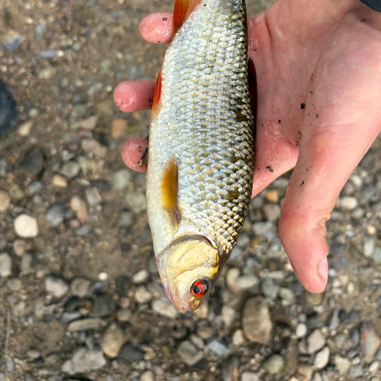 Common roach caught on Fishbrain