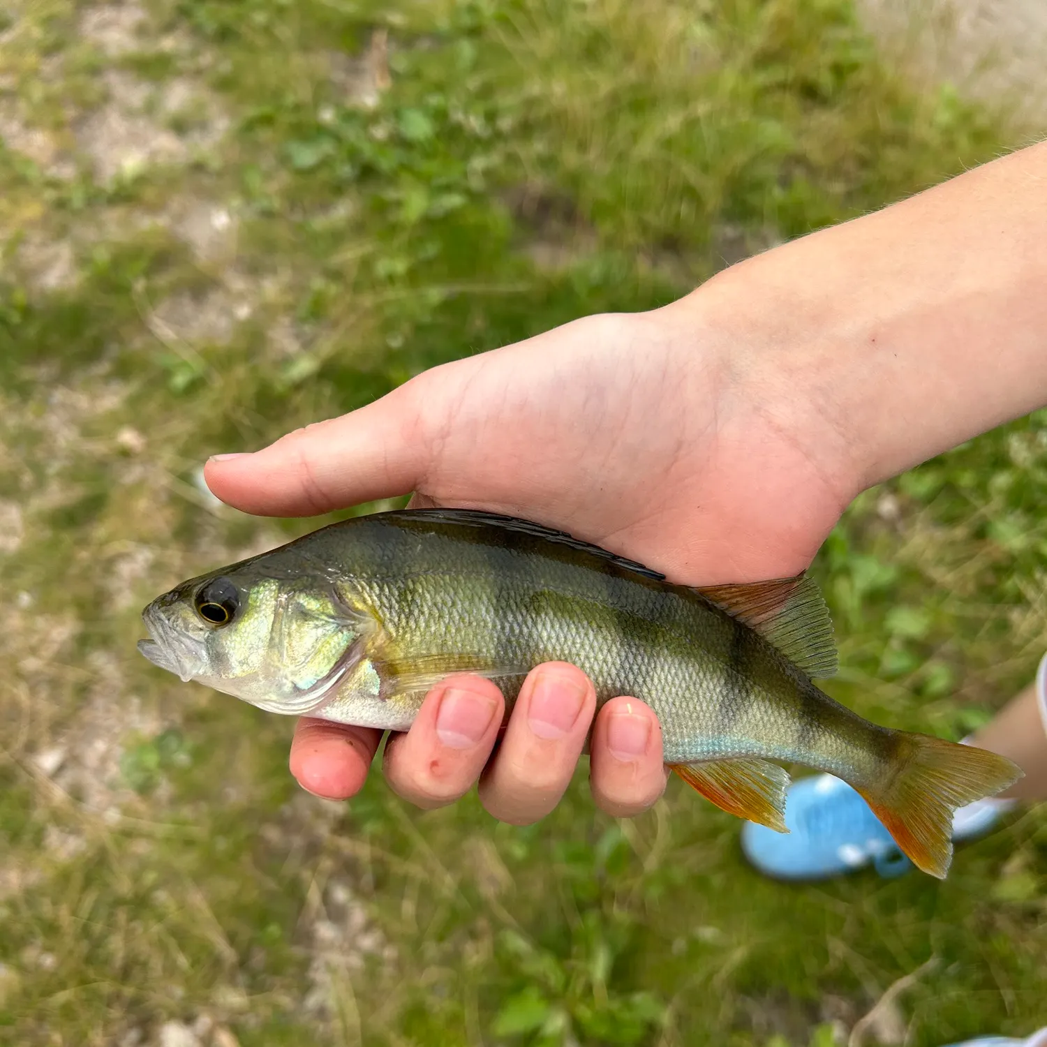 European perch caught on Fishbrain