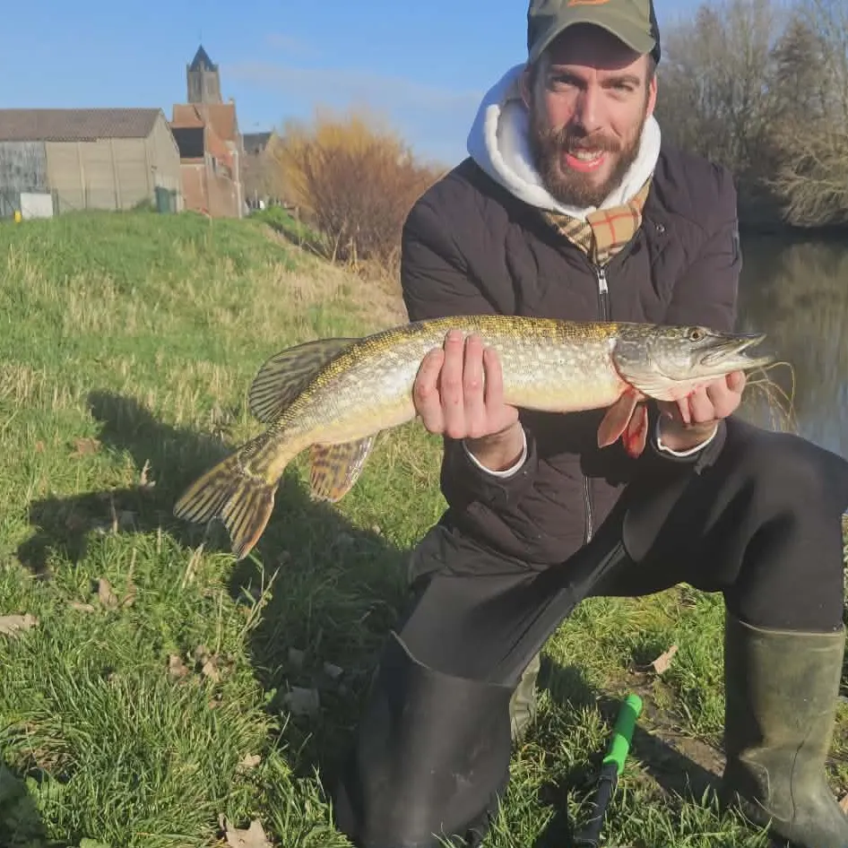 Northern pike caught on Fishbrain