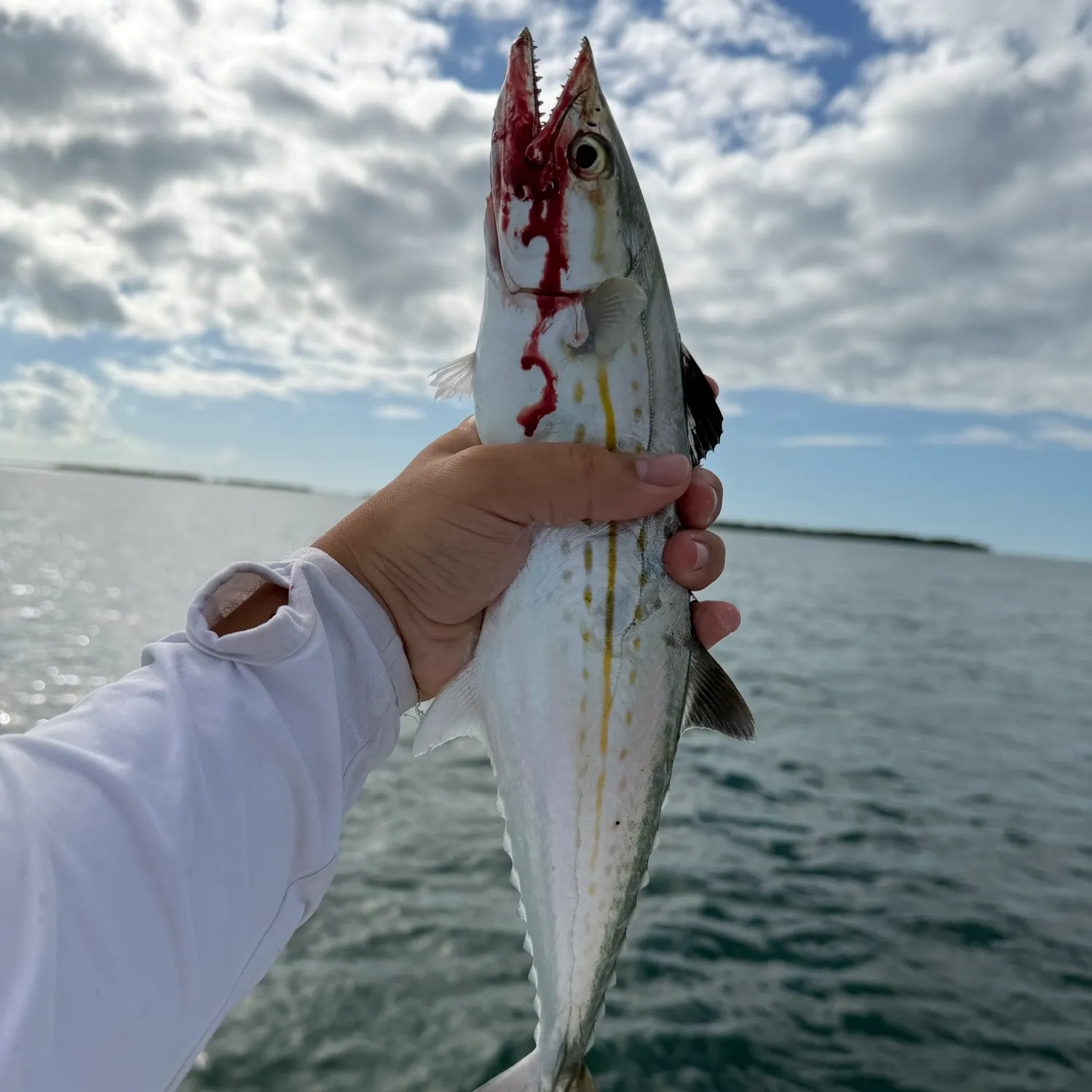The most recent Cero mackerel catches on Fishbrain
