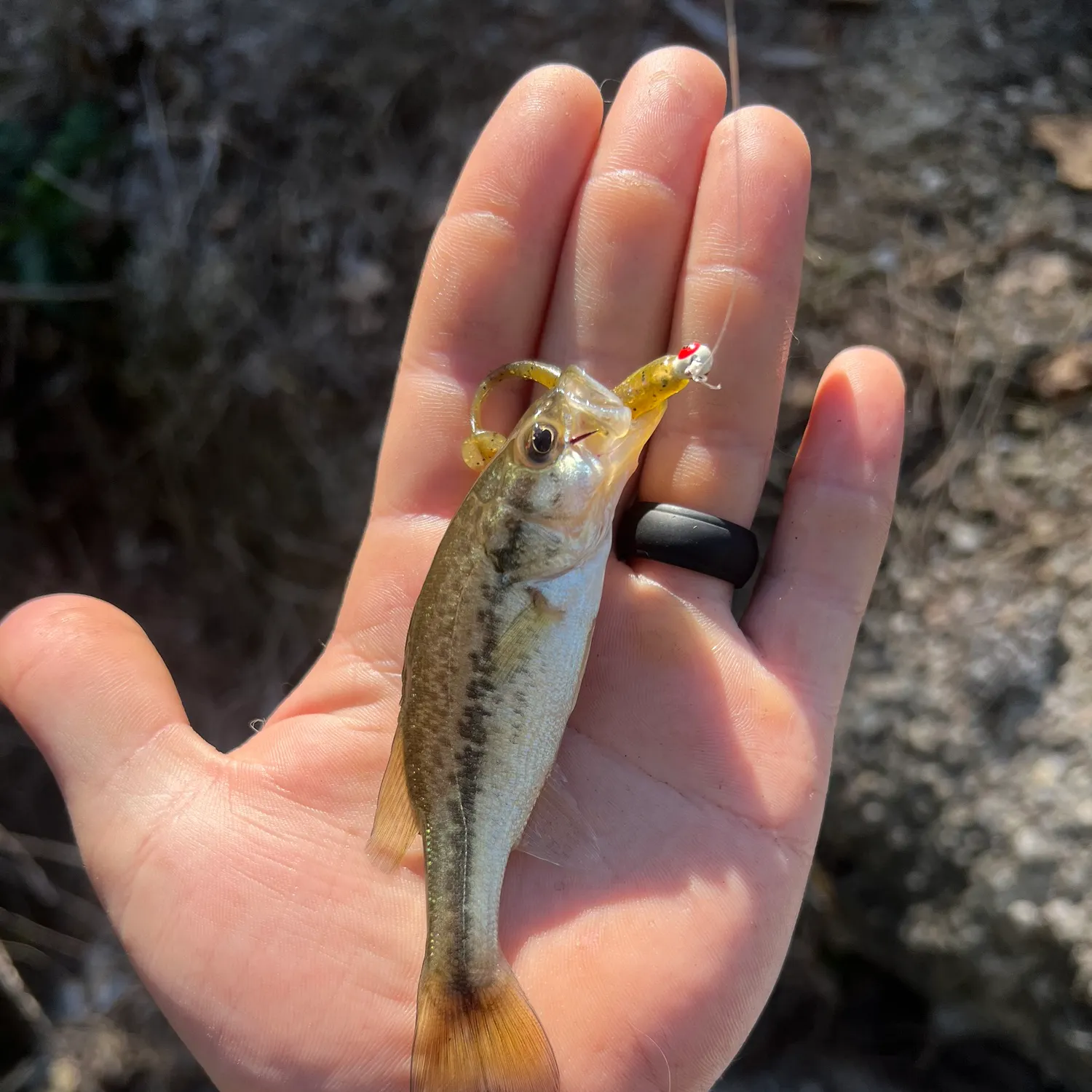 Spotted bass caught on Fishbrain