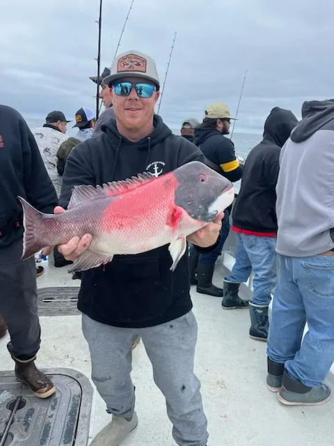 California sheephead