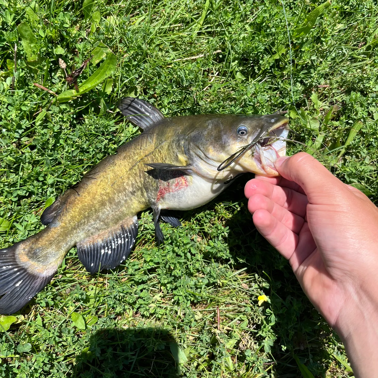 Channel catfish caught on Fishbrain