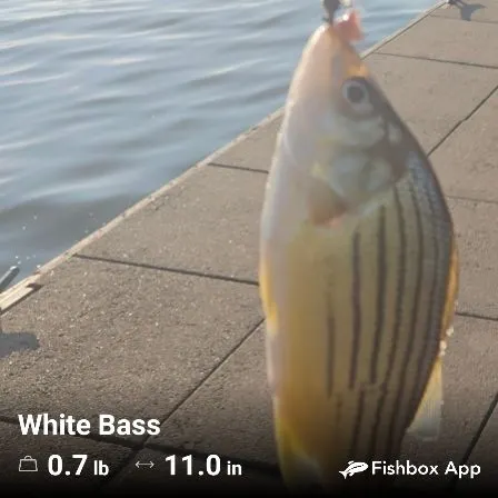 Yellow bass caught on Fishbrain