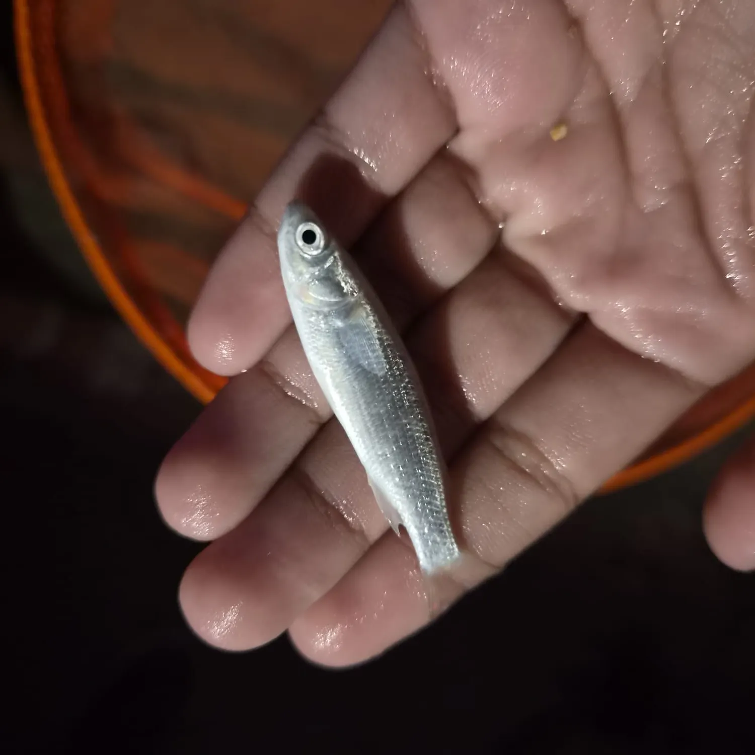The most recent Sand smelt catches on Fishbrain