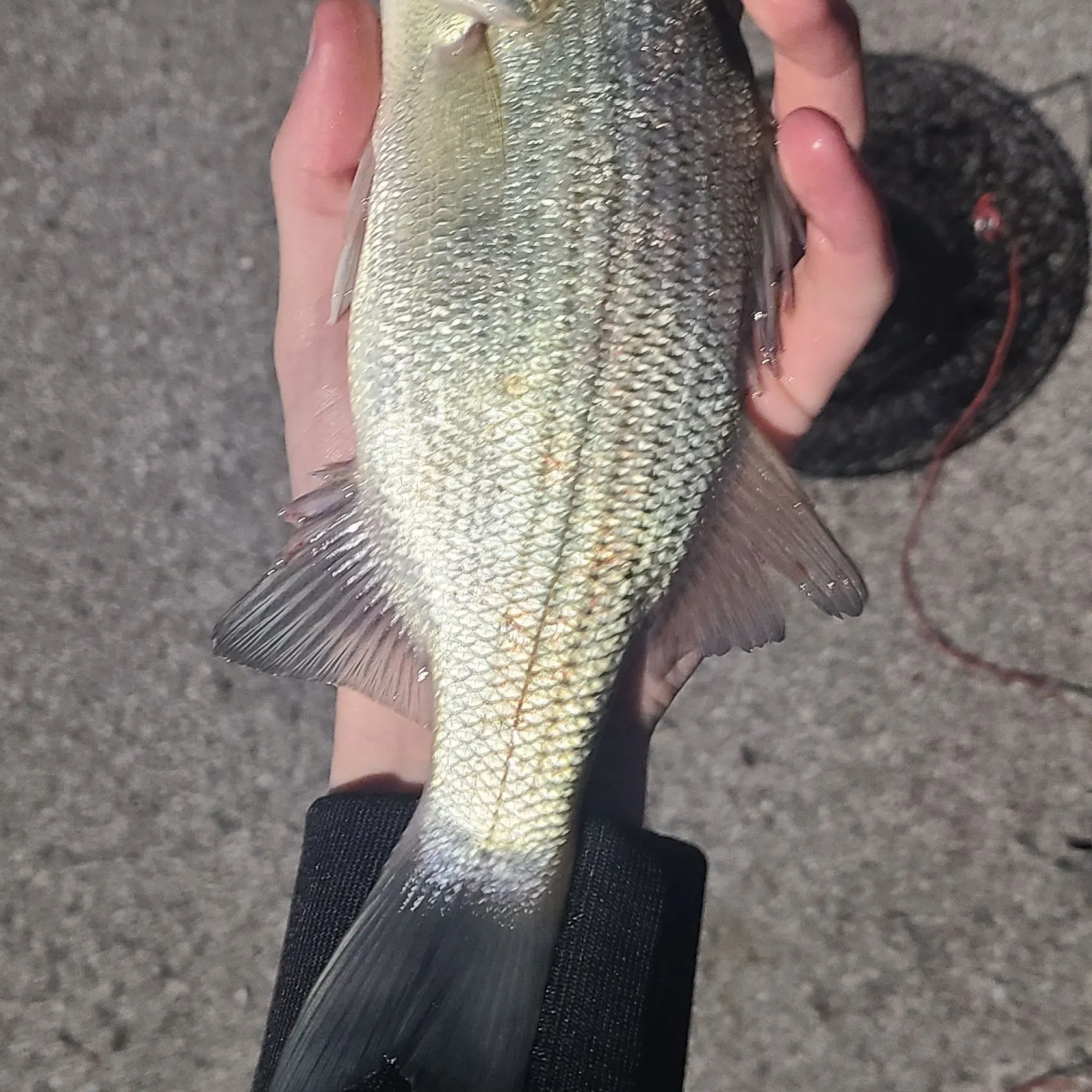 The most recent White bass catches on Fishbrain