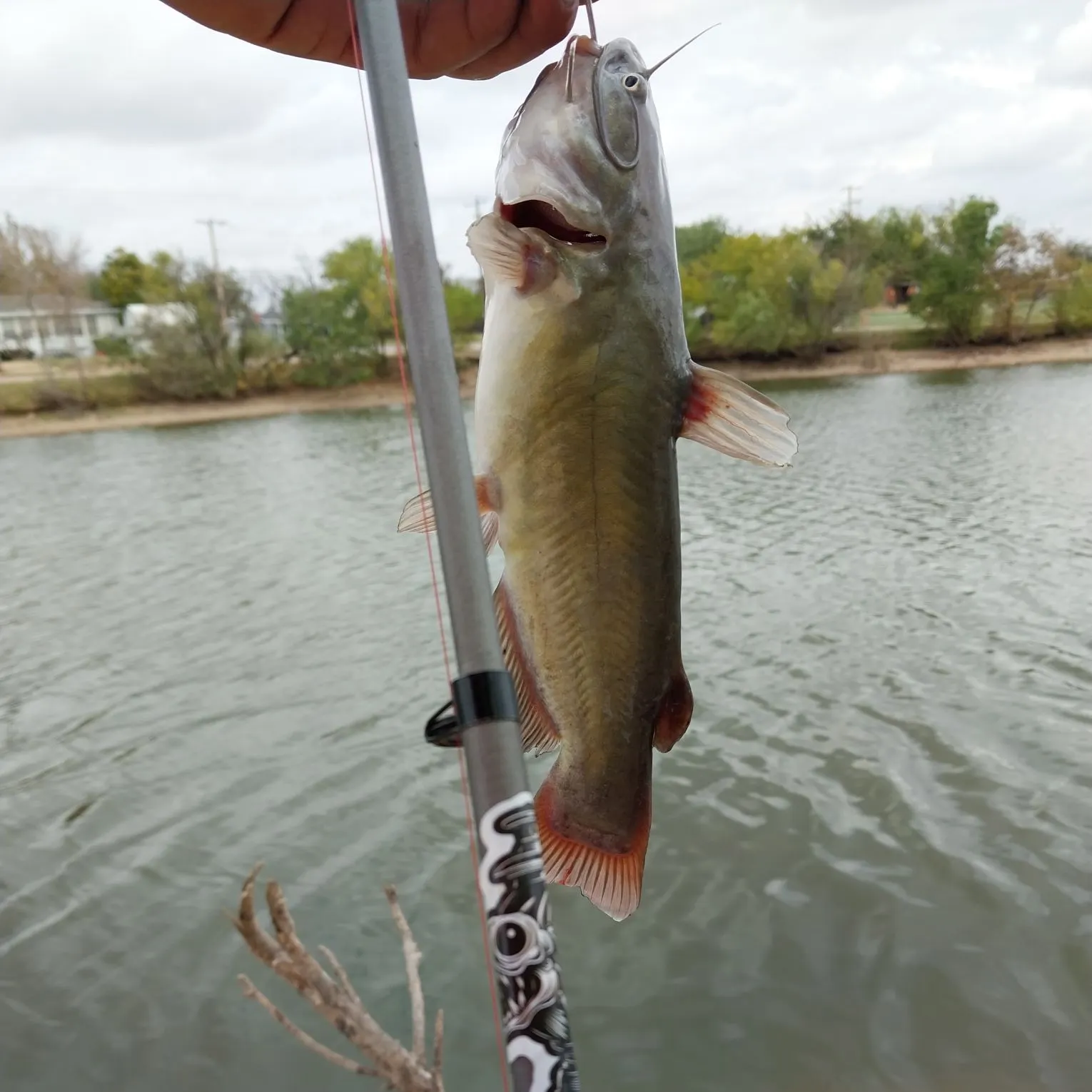 Channel catfish caught on Fishbrain