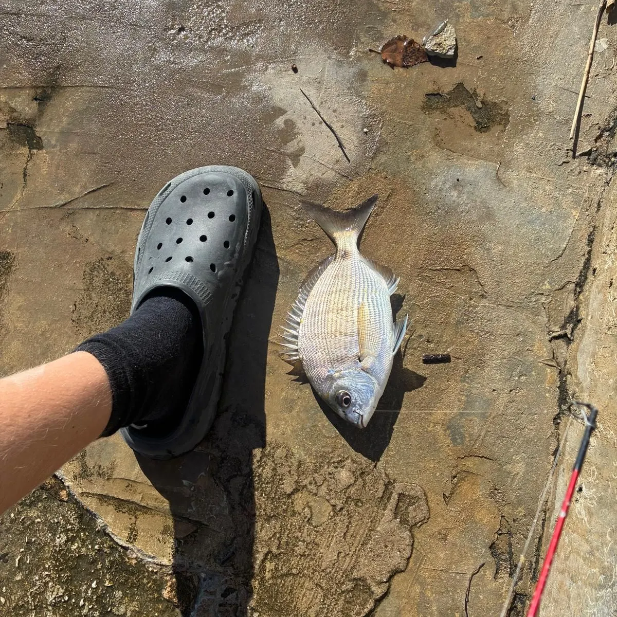 White seabream caught on Fishbrain