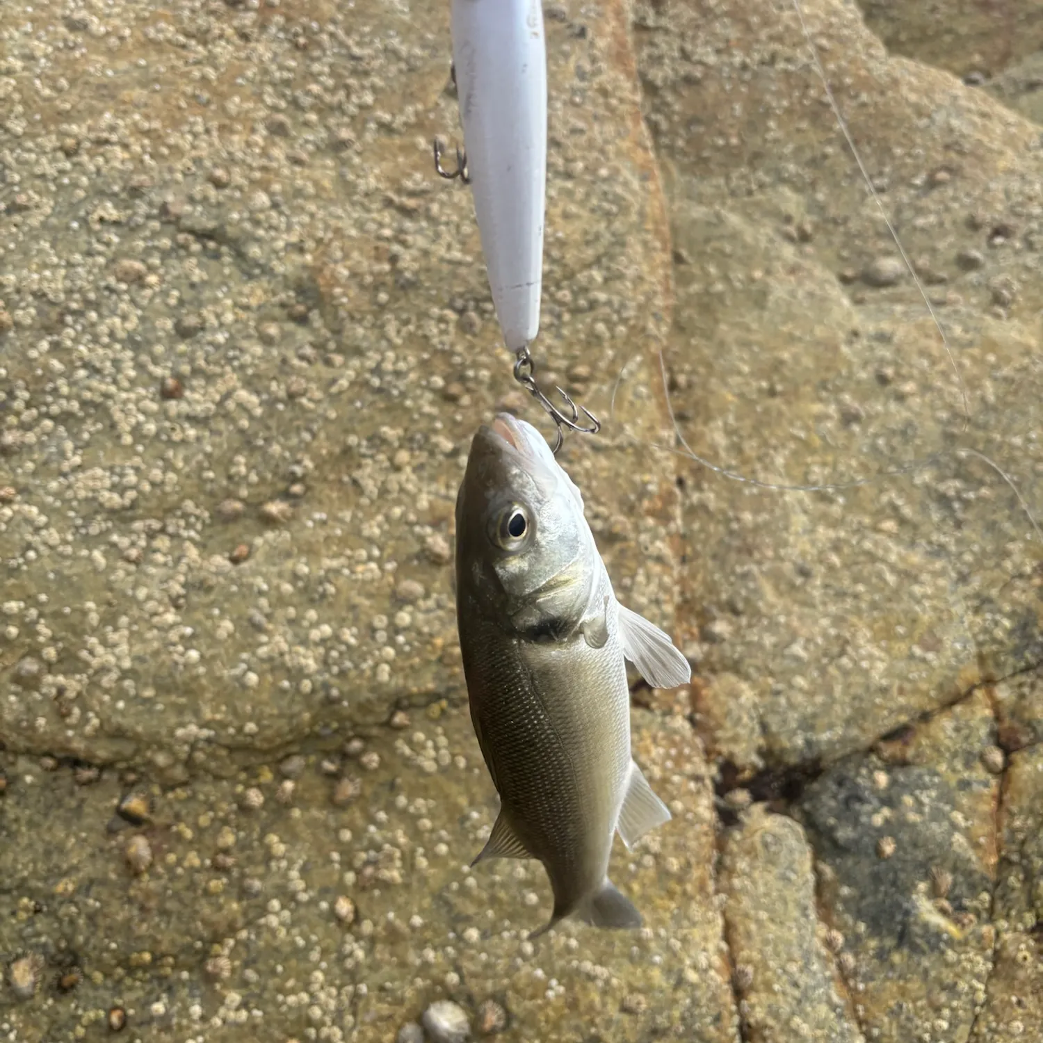 European seabass caught on Fishbrain