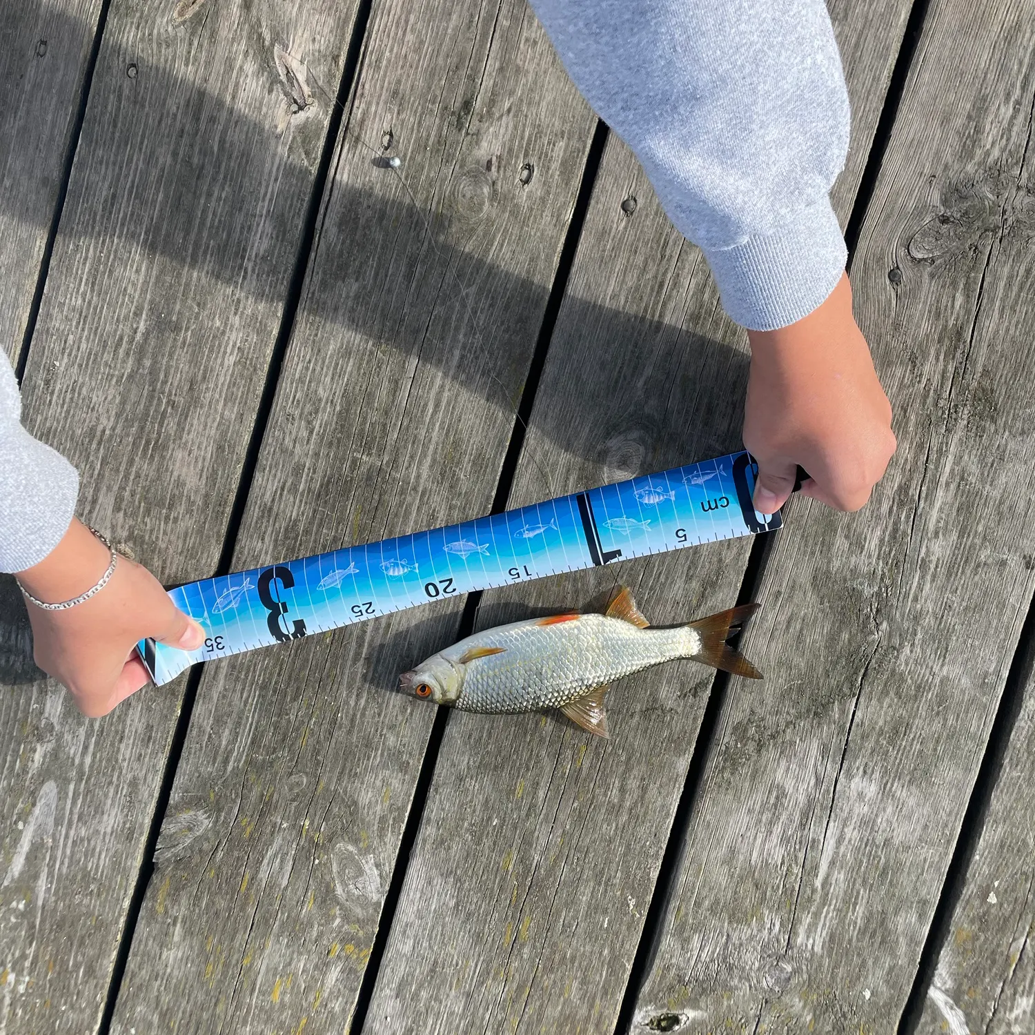 Common roach caught on Fishbrain