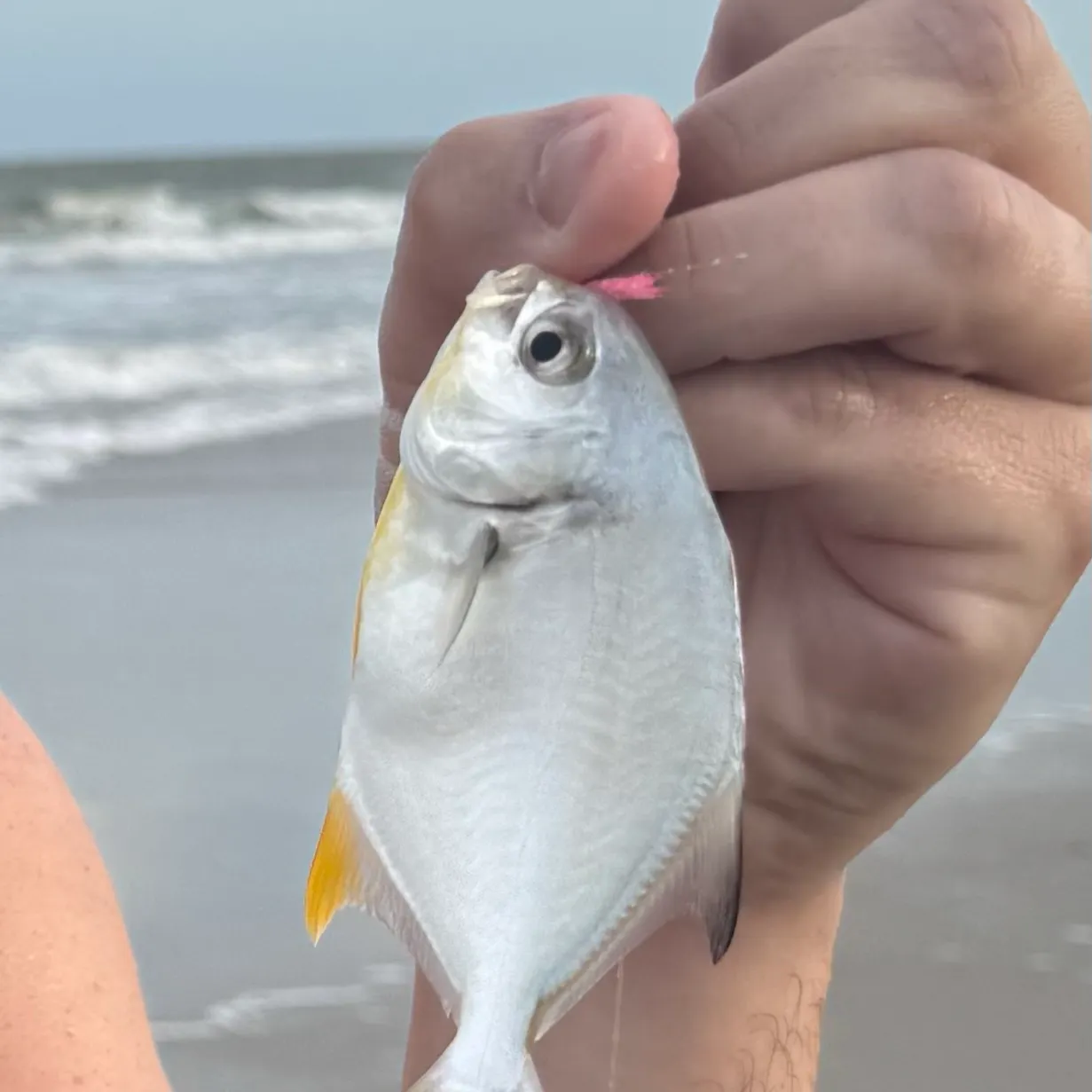 The most recent Florida pompano catches on Fishbrain