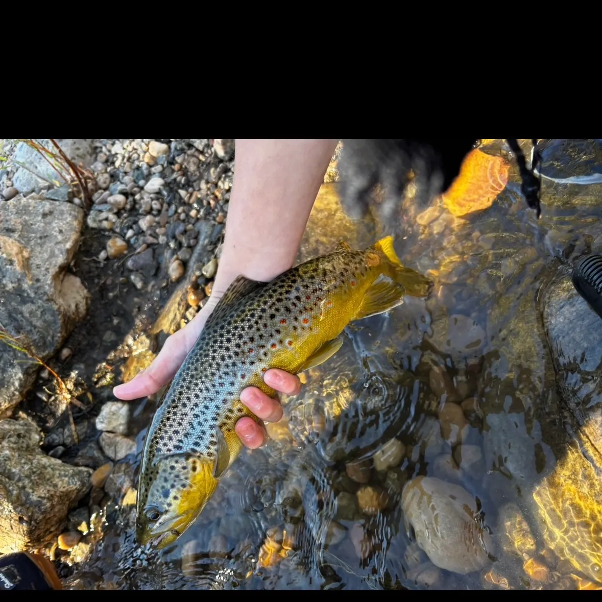 Brown trout caught on Fishbrain