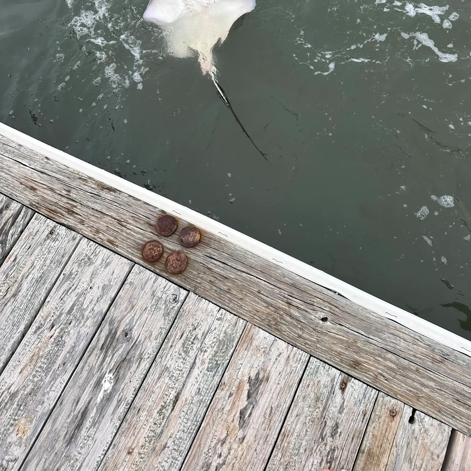 Cownose Ray caught on Fishbrain