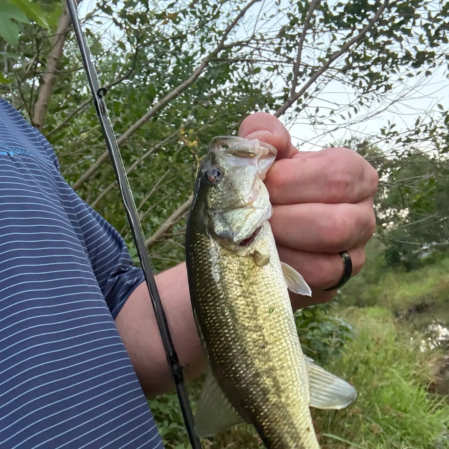 Largemouth bass caught on Fishbrain