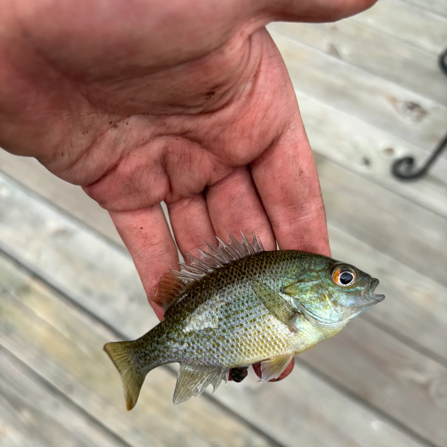 Redbreast sunfish caught on Fishbrain