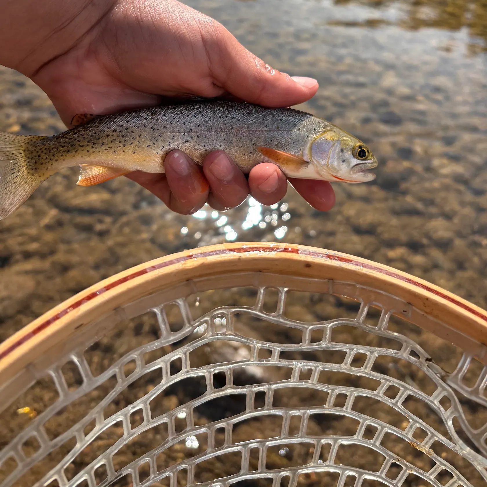 Yellowstone cutthroat trout caught on Fishbrain