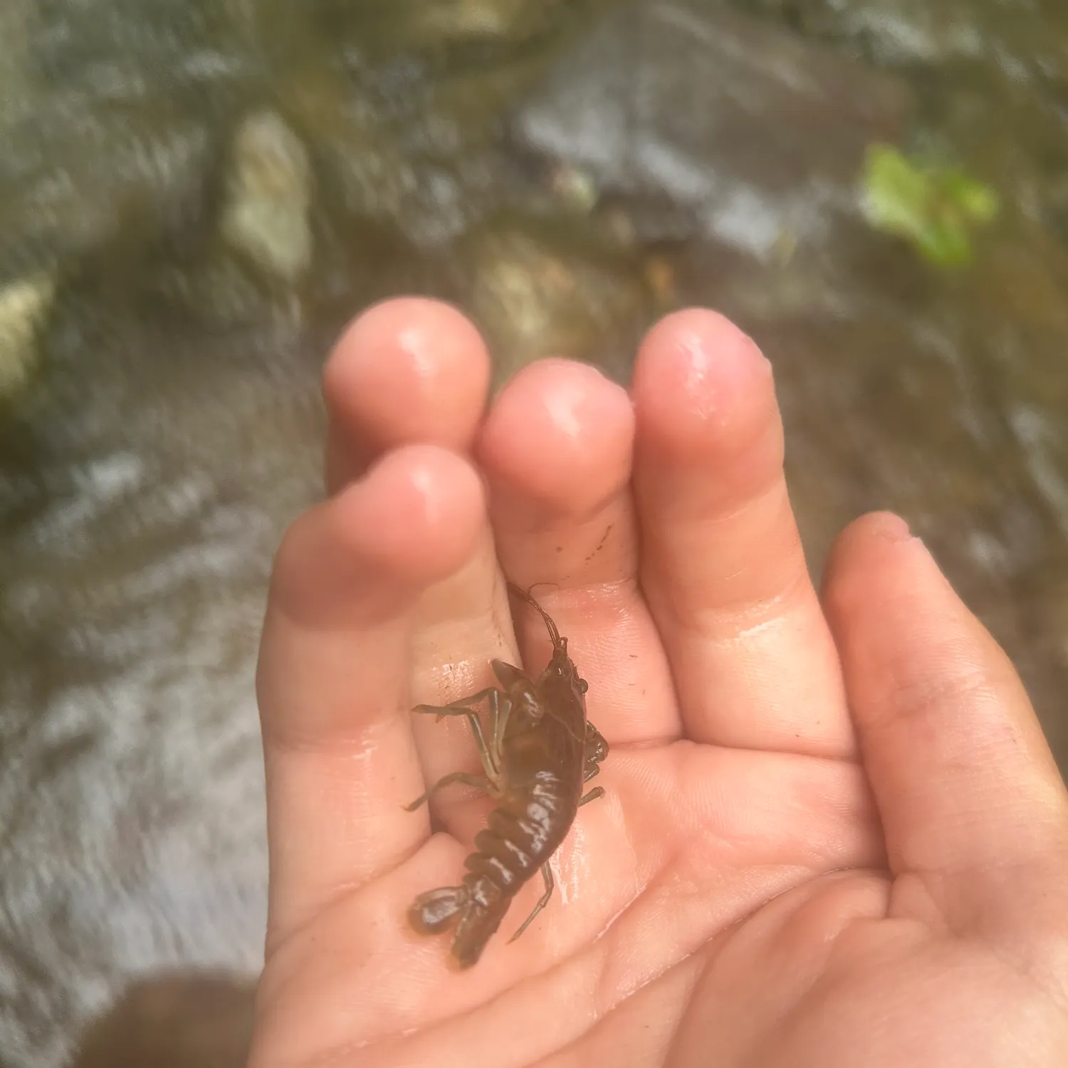 The most recent White River crayfish catches on Fishbrain