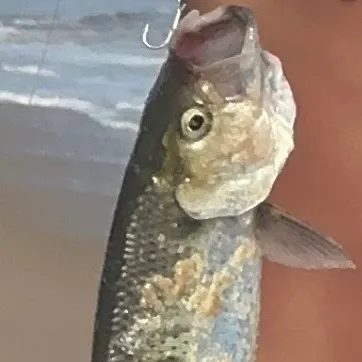 The most recent Hickory shad catches on Fishbrain