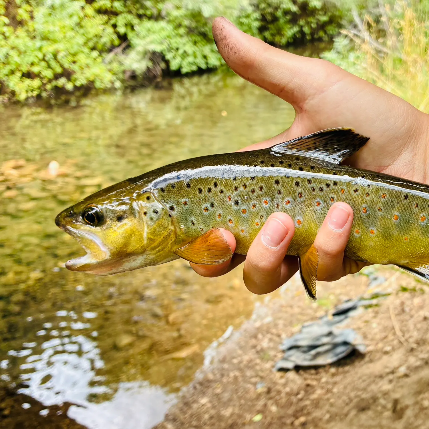 Brown trout caught on Fishbrain