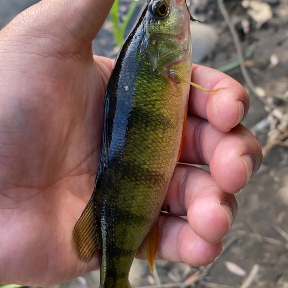 Yellow perch caught on Fishbrain
