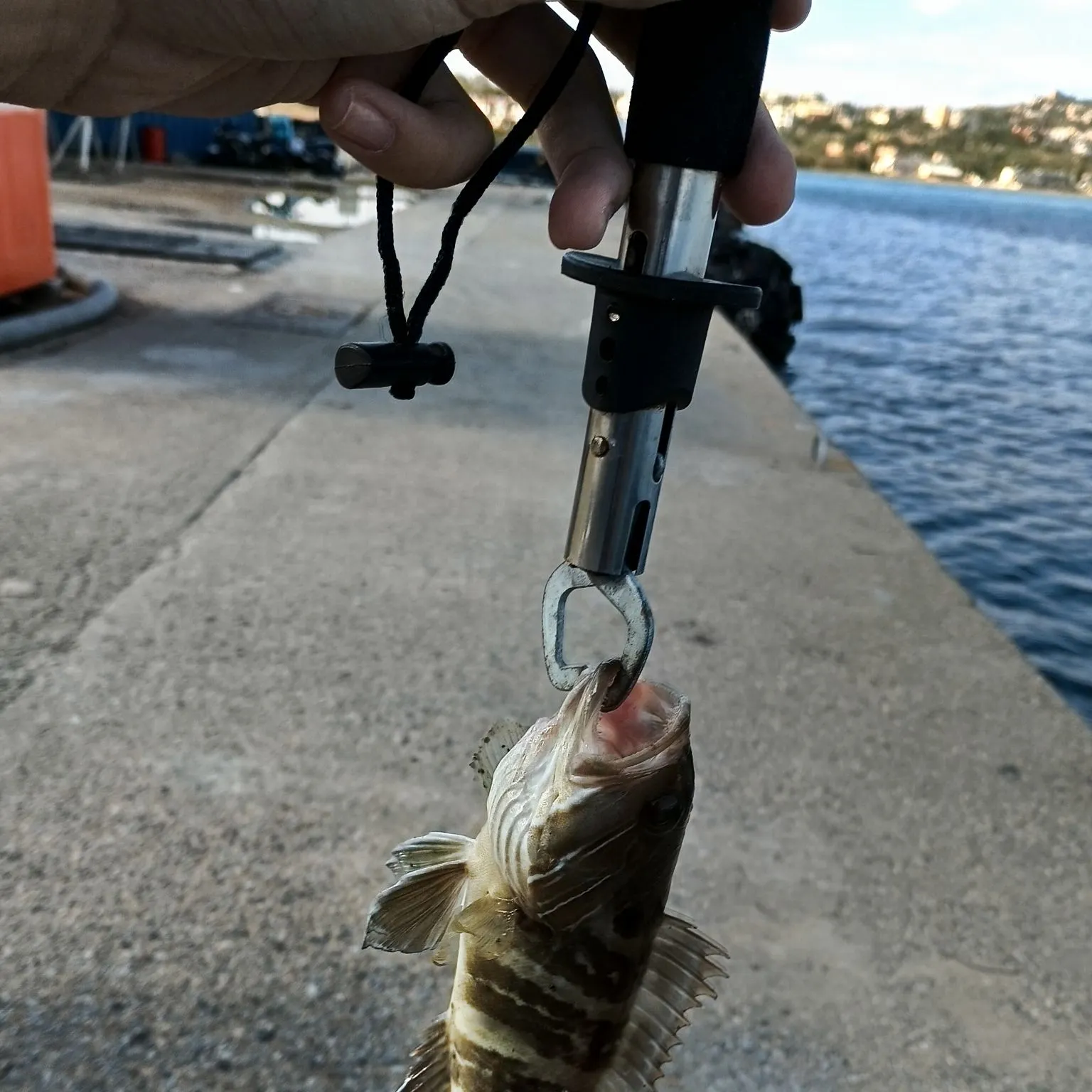 The most recent White grouper catches on Fishbrain