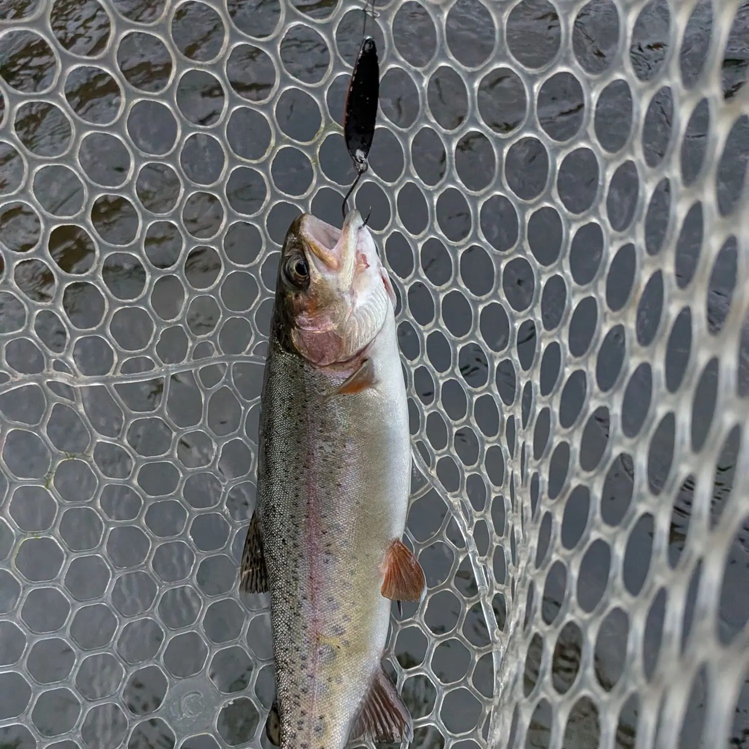 Rainbow trout caught on Fishbrain