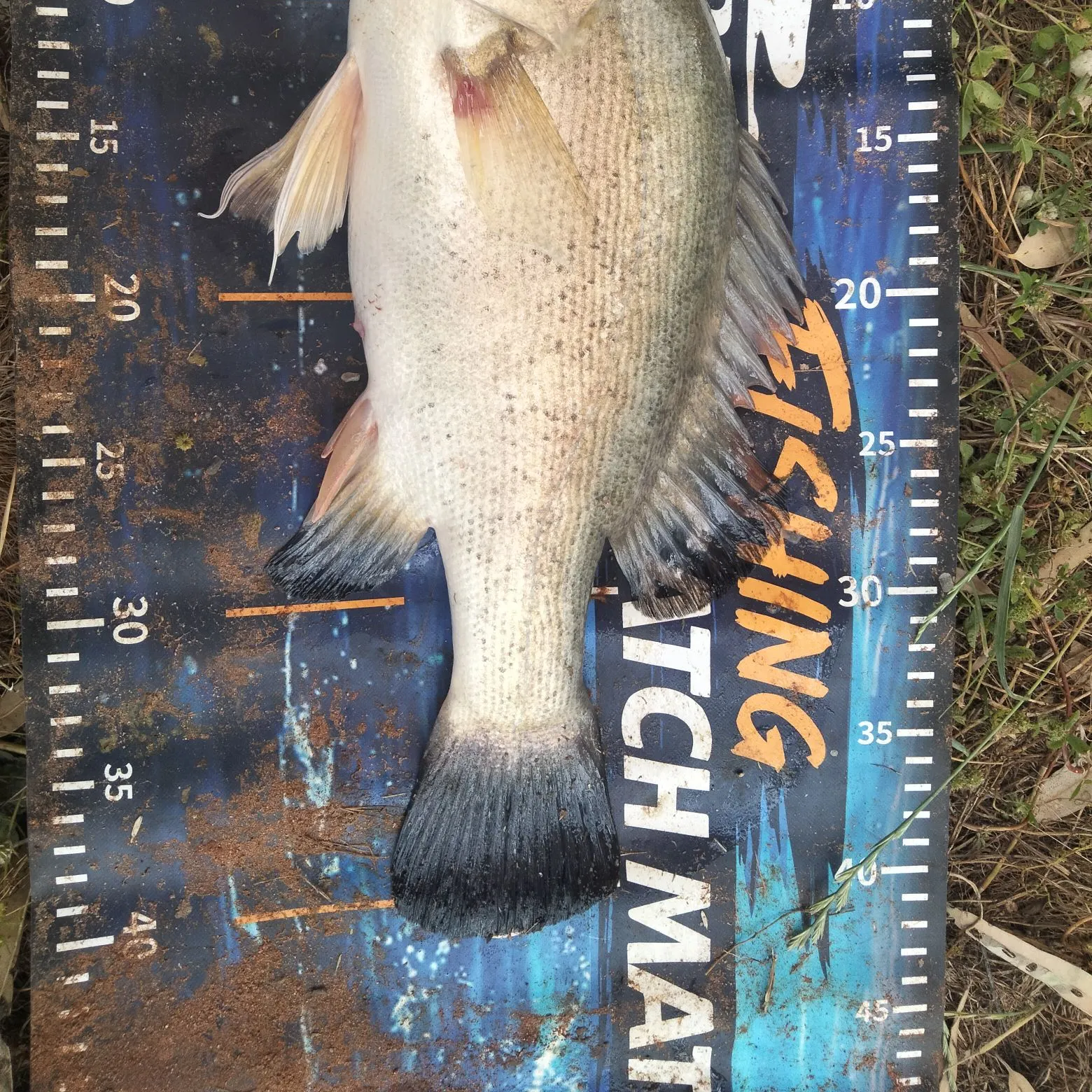 The most recent Golden perch catches on Fishbrain