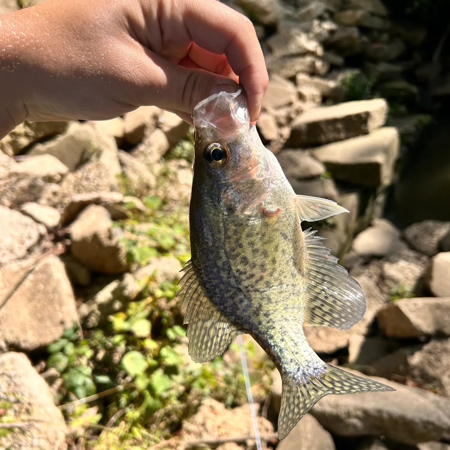 Black crappie caught on Fishbrain