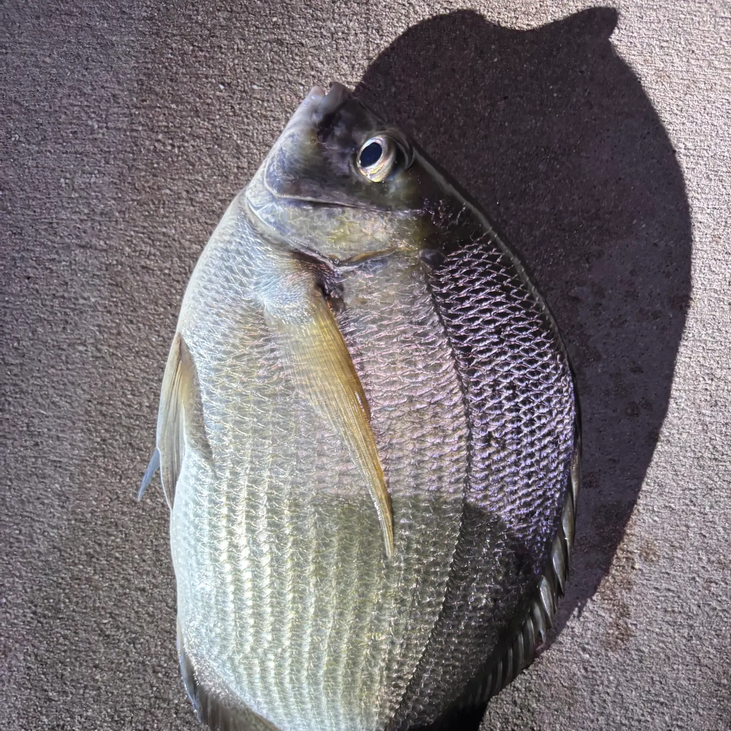 Spottail seabream caught on Fishbrain