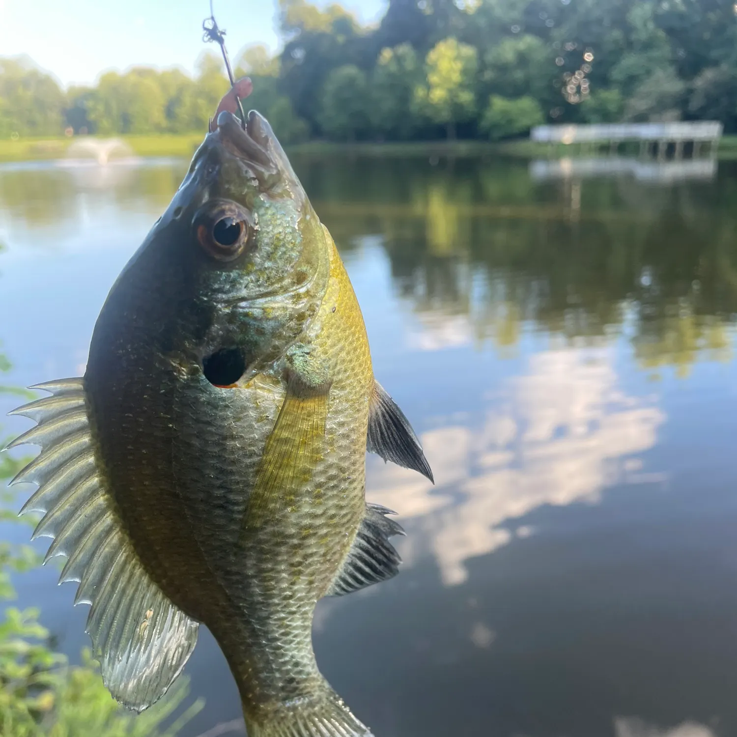 Bluegill caught on Fishbrain
