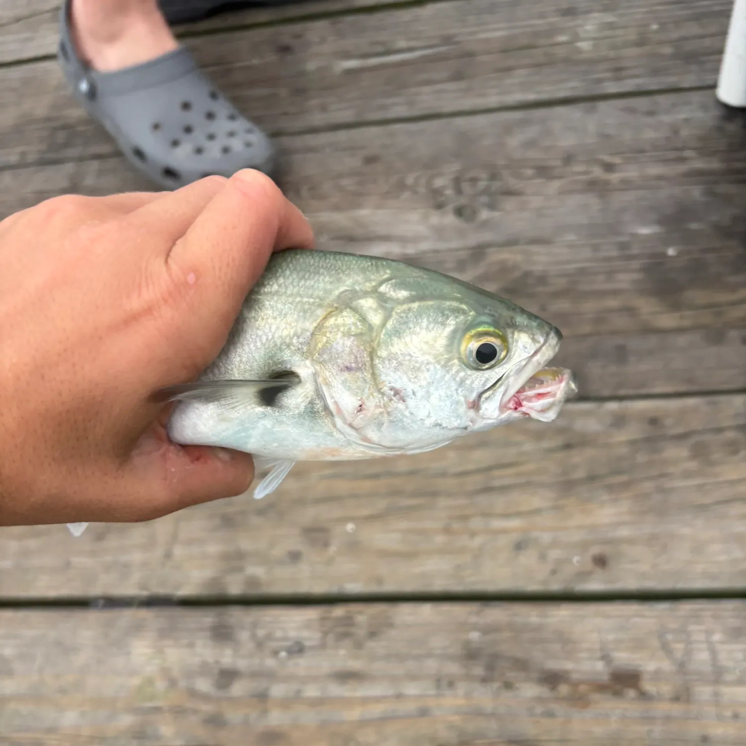 Bluefish caught on Fishbrain