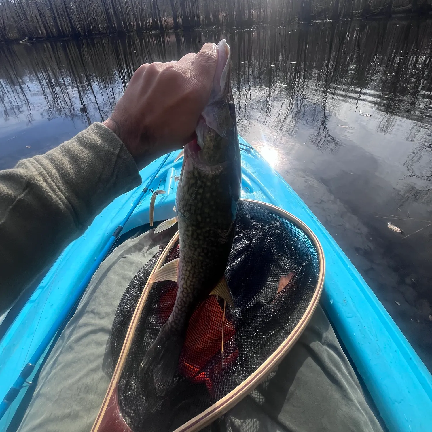 The most recent Chain pickerel catches on Fishbrain