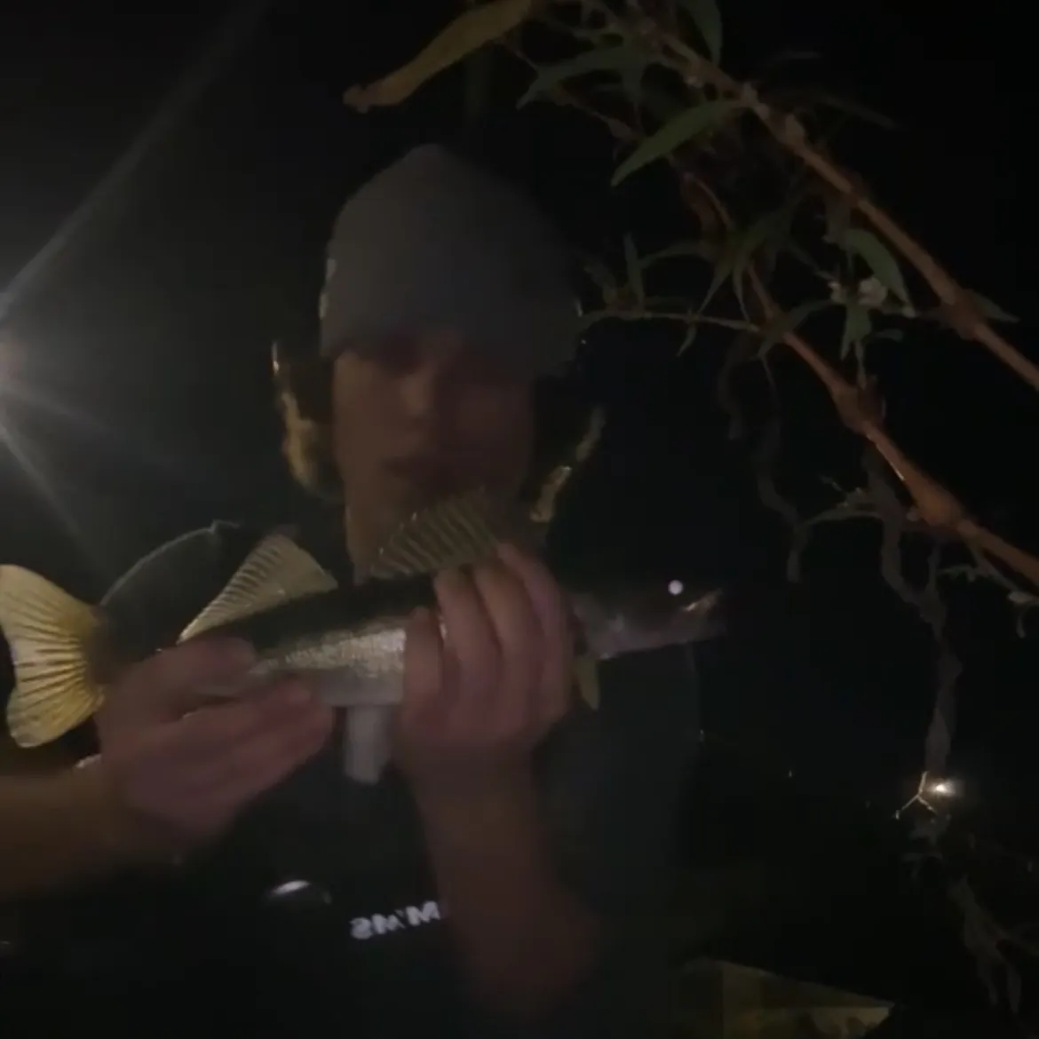 Walleye caught on Fishbrain